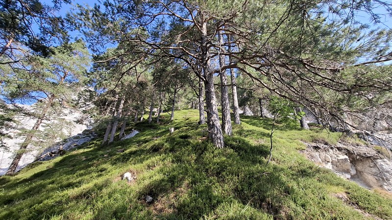 Slika