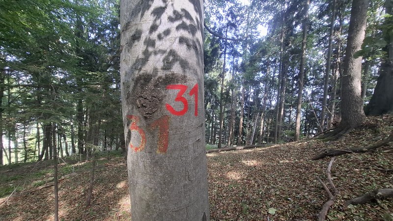 Slika